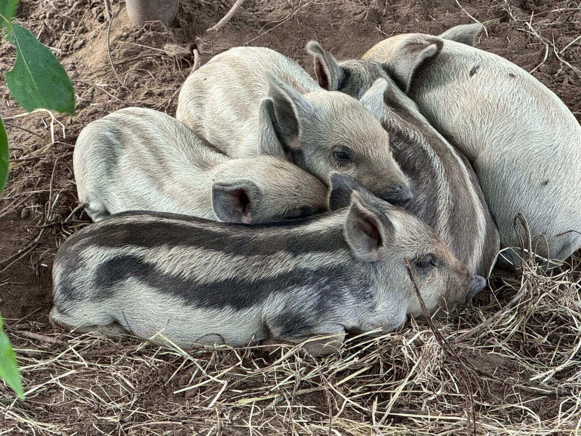 Four striped piglets cuddled together on ground