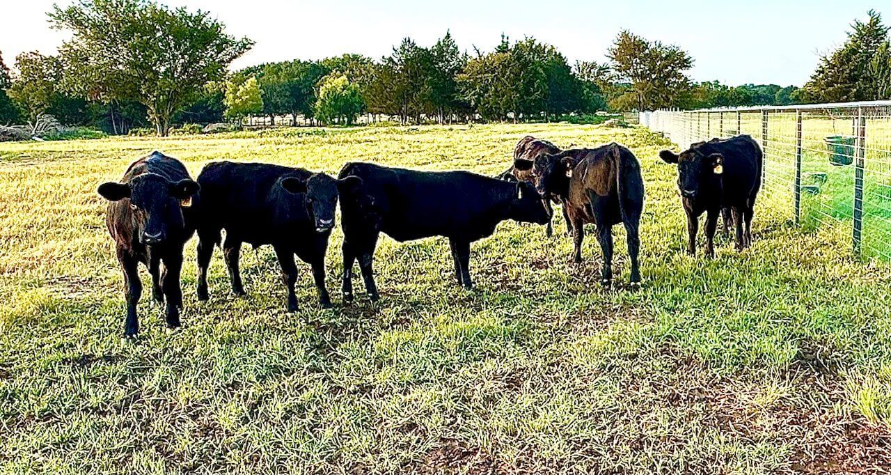 Black cows standing in grassy pasture